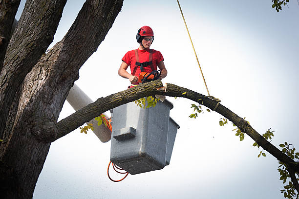 Best Tree Root Removal  in Moundville, AL